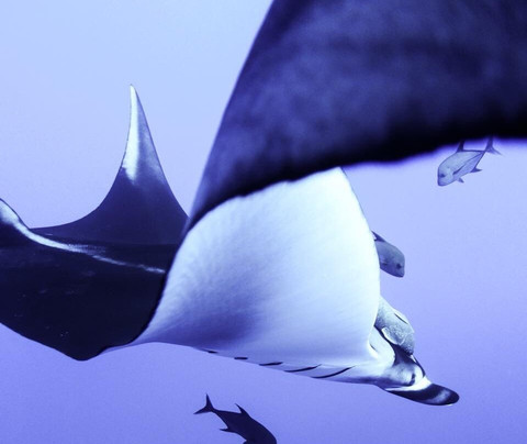 Rocio del Mar-圣何塞卡波必去景点