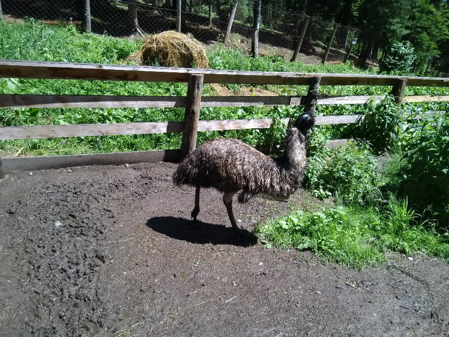 Zoo Edelveys景点图片