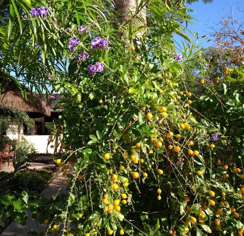 Sitio Castelinho主图