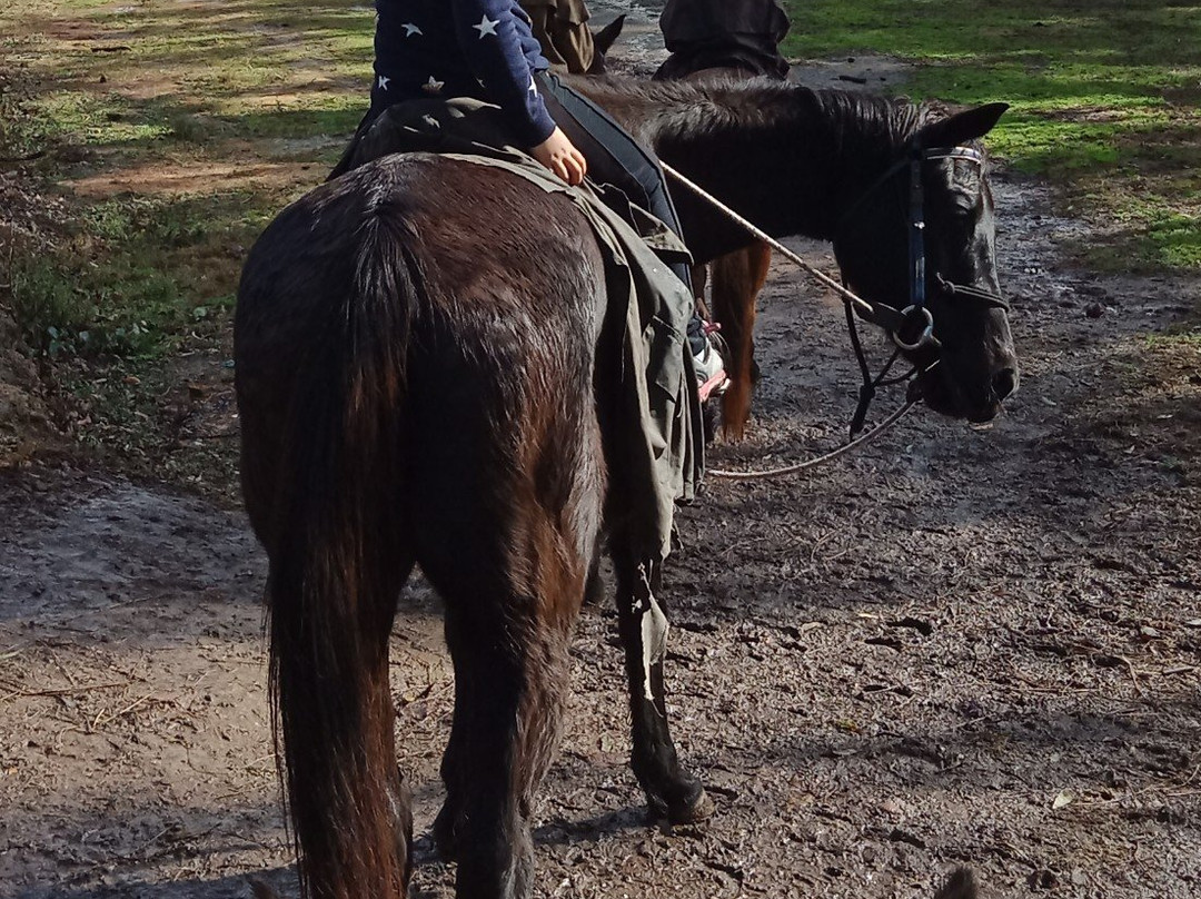 Bellrowan Valley Horse Riding景点图片