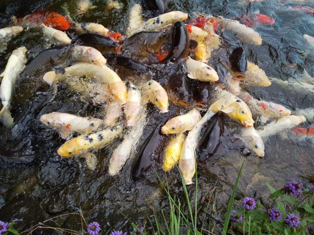 Koigakubo Wetlands-新见市必去景点