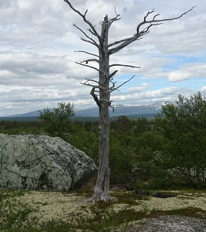 Femundsmarka National Park景点图片