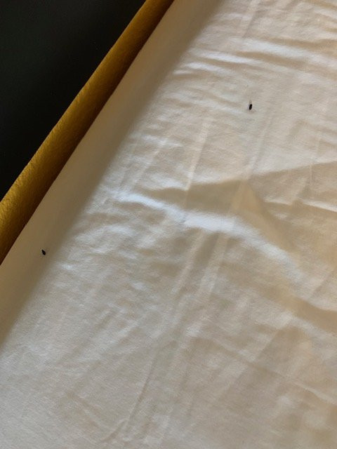 Super 8 by Wyndham Seguin主图