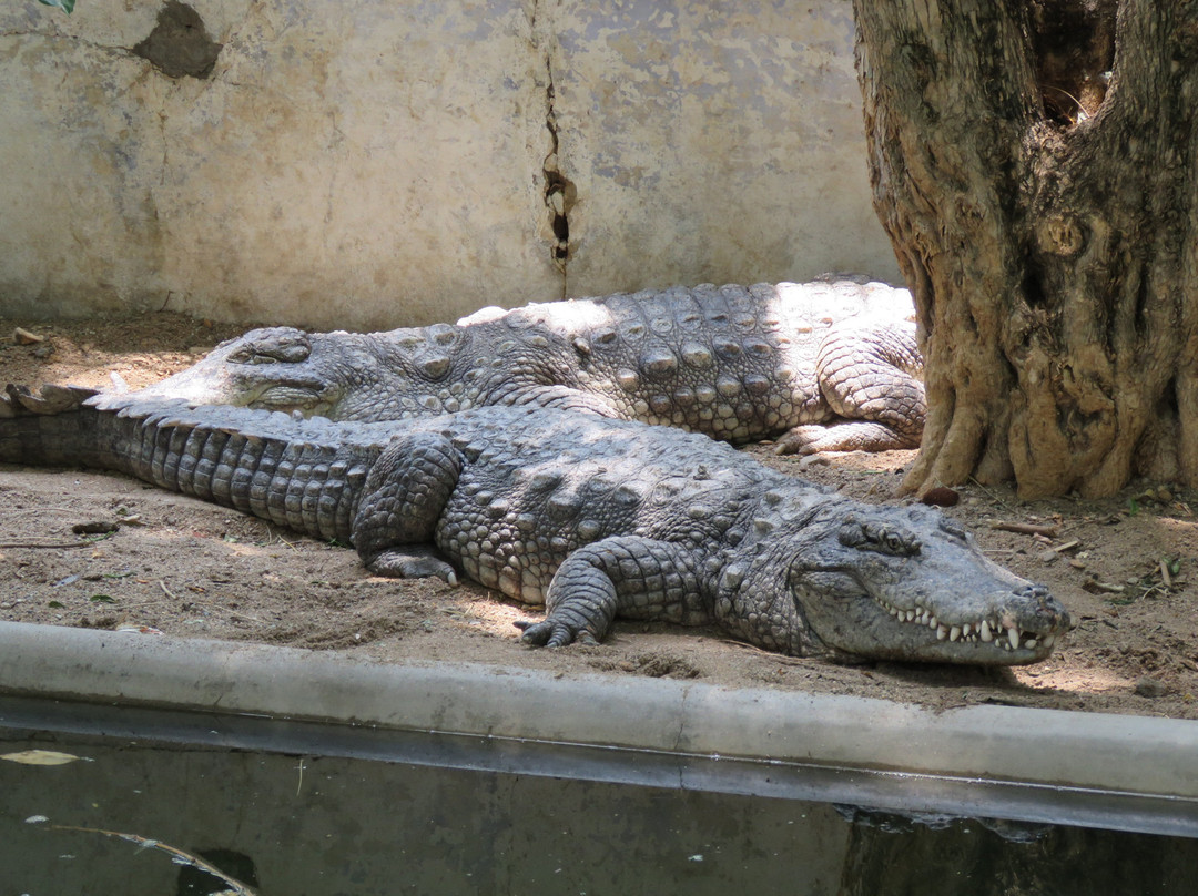 Crocodile Rehabilitation Centre景点图片