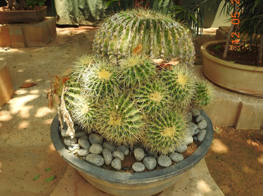 Kishkindha Molika Bonsai Garden景点图片