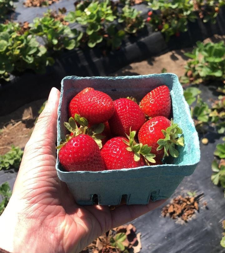 McGrath Family Farm-卡马里奥必去景点