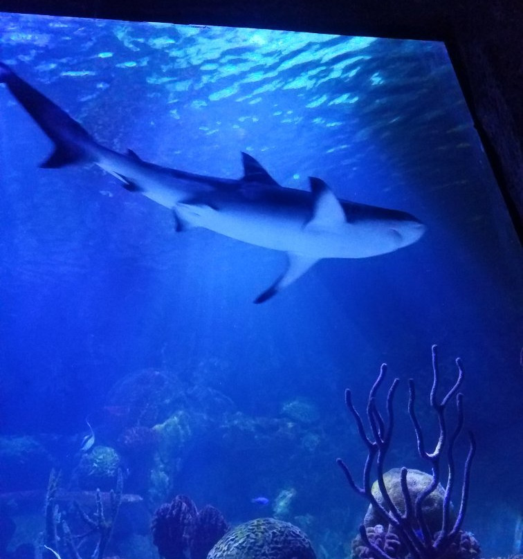 Shreveport Aquarium景点图片