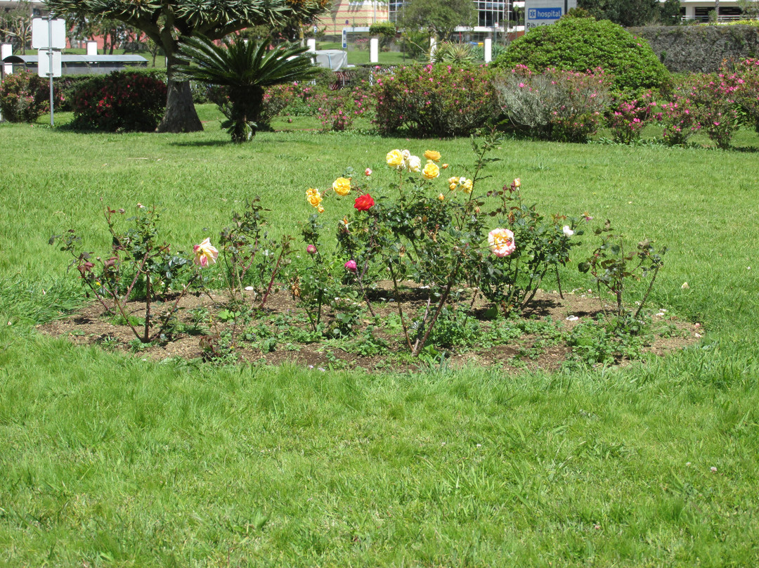 Jardim Botânico António Borges景点图片