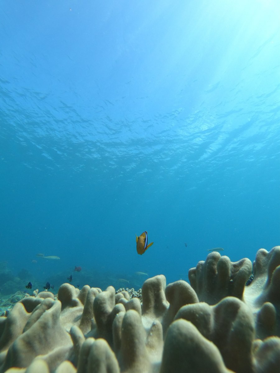 Kitesurf Tonga - Fanifo Lofa-泳池