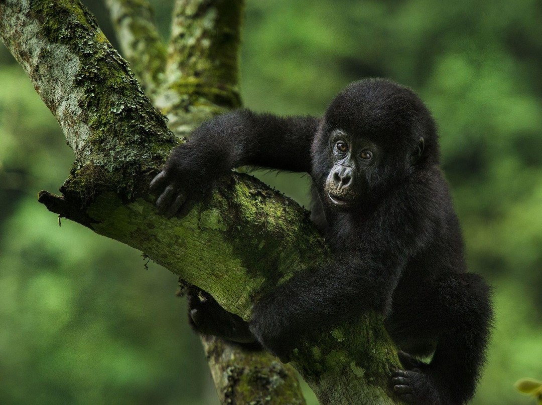 Prime Link Safaris Ltd-恩德培必去景点