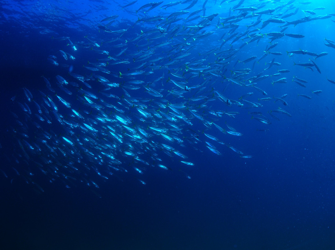 Haliotis Sesimbra-塞新布拉必去景点