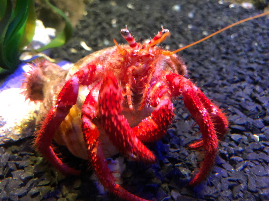 Sea Life Konigswinter-科尼希斯温特必去景点