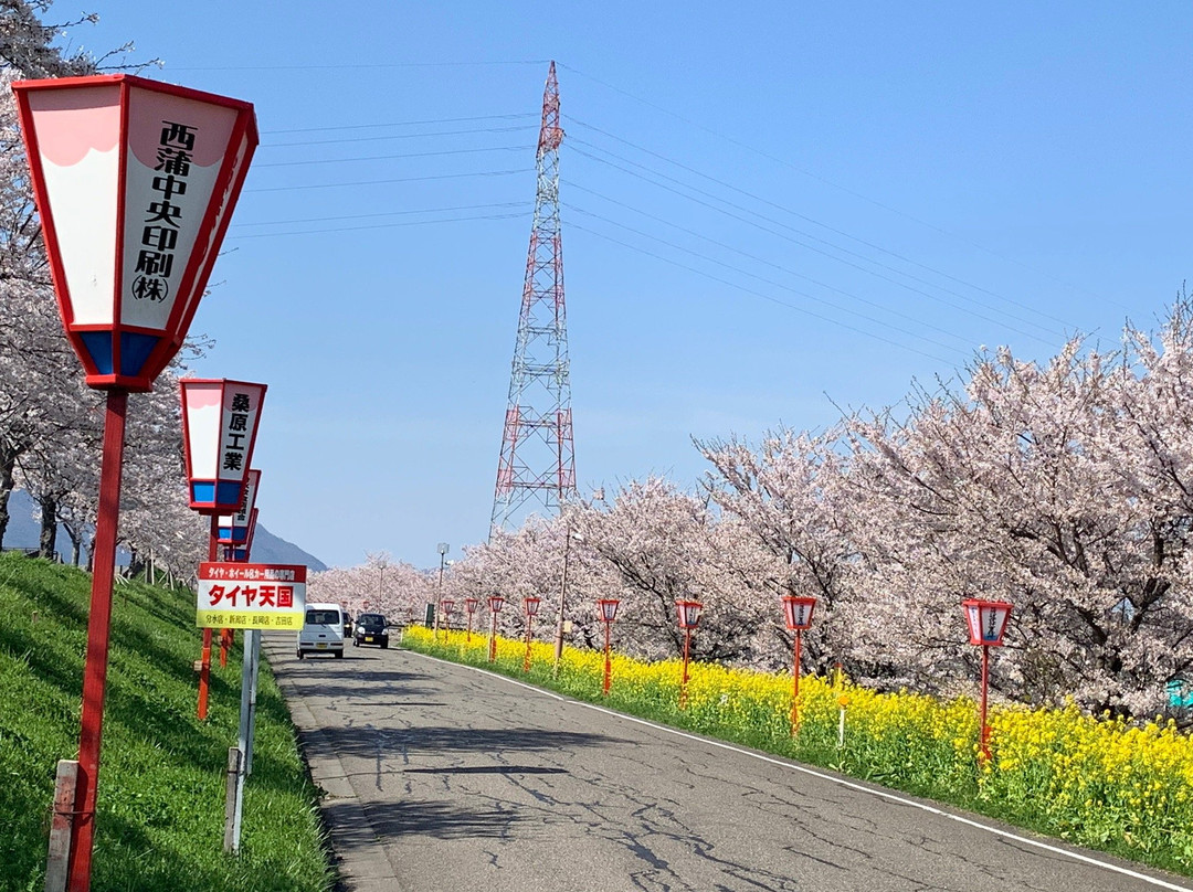 Okozu bunsui Sakura Park景点图片