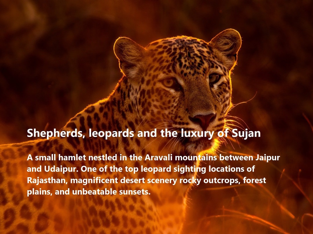 Abby & Scout Tours-斋蒲尔必去景点