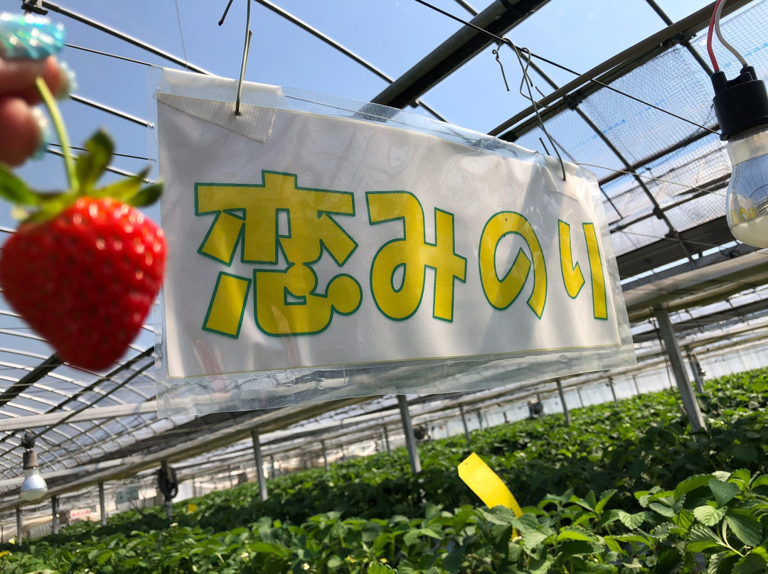 Yasuda Strawberry Farm-君津市必去景点