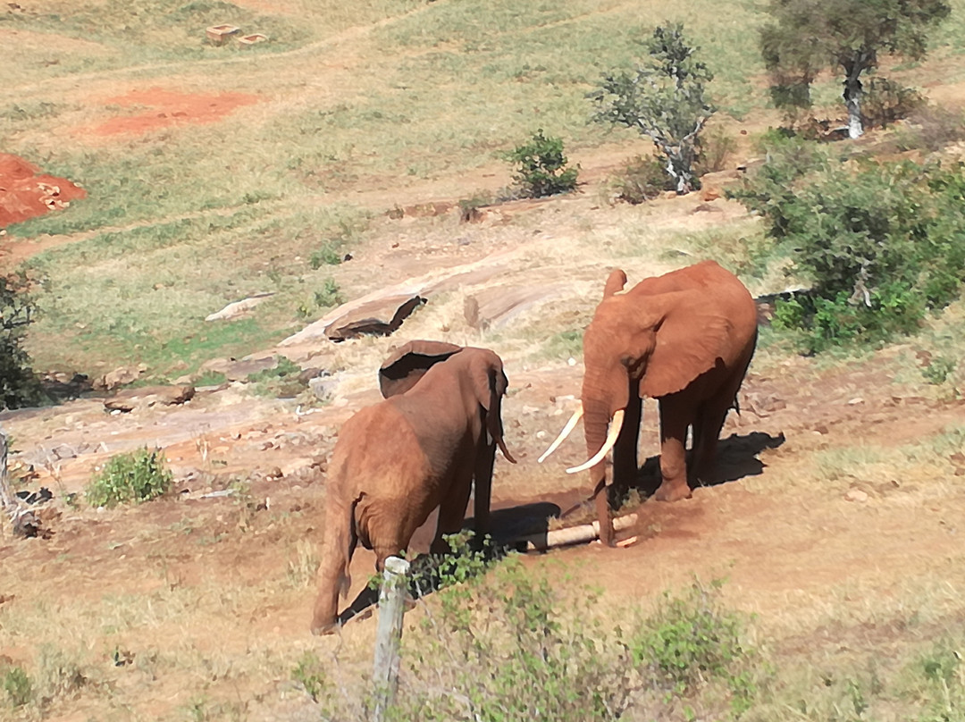 Safari Kenya Top - Private Day Tours-瓦塔木必去景点