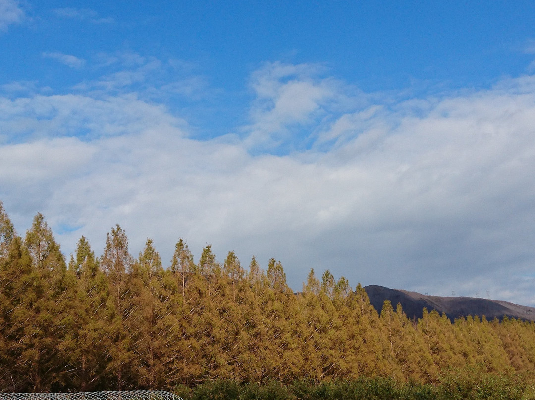 Metasequoia Namiki景点图片