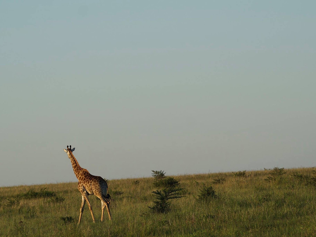 Paw Safaris景点图片