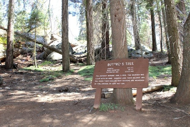 Buttress tree-红杉&国王峡谷国家公园必去景点