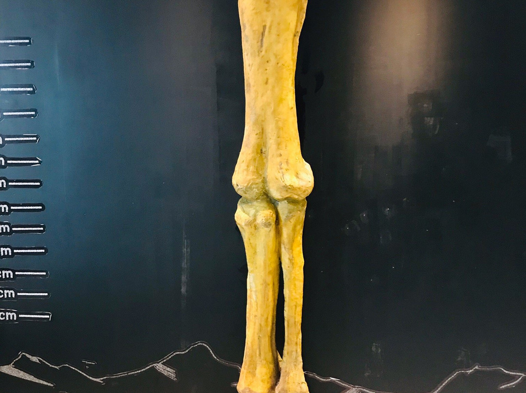 Phu Wiang Dinosaur Museum景点图片
