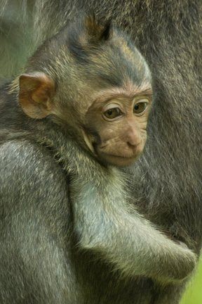 BALI GOLDEN TOUR-登巴萨必去景点