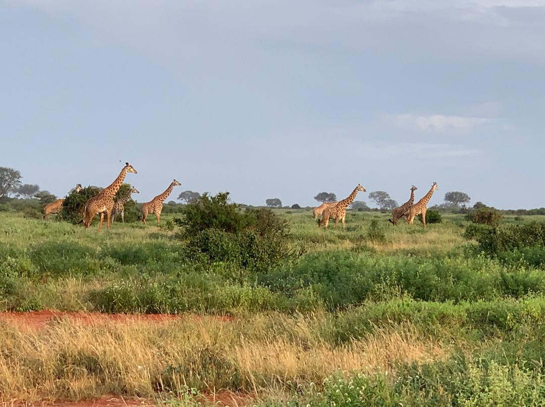 Eddie's Safari Kenya-蒙巴萨必去景点
