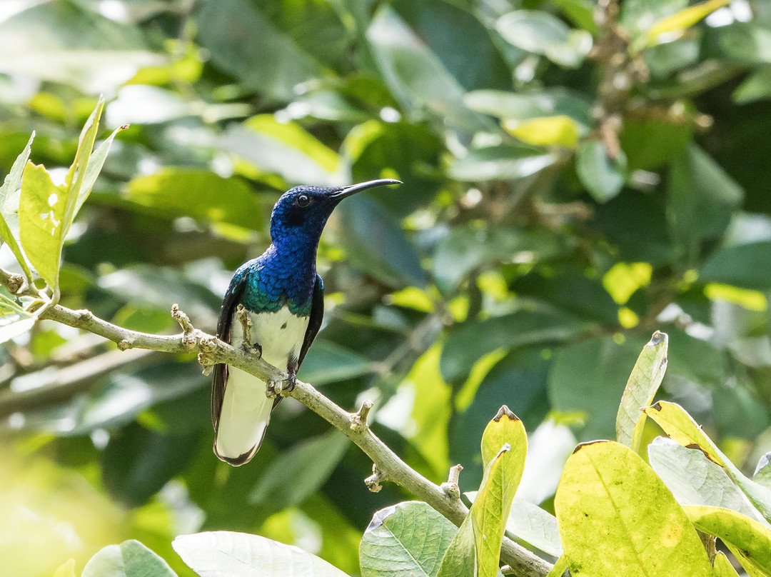 Corbin Local Wildlife景点图片