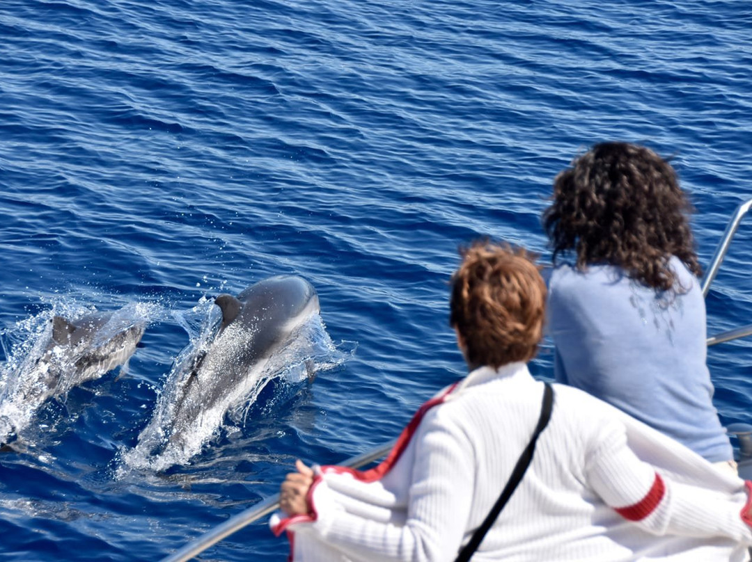 Whale Watching景点图片