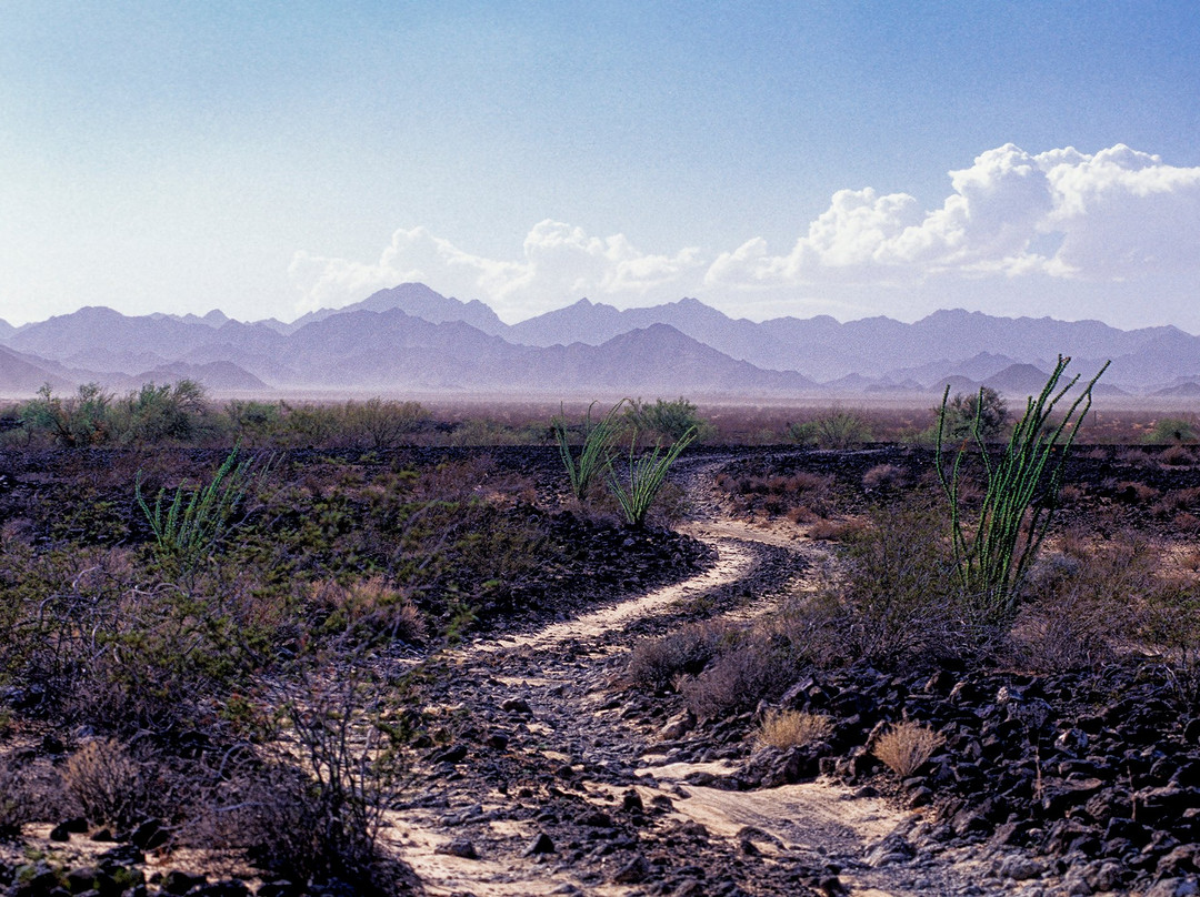 Cabeza Prieta National Wildlife Refuge-Ajo必去景点
