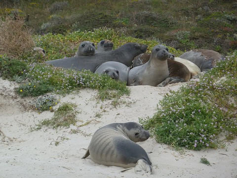 San Miguel Island-峡岛国家公园必去景点