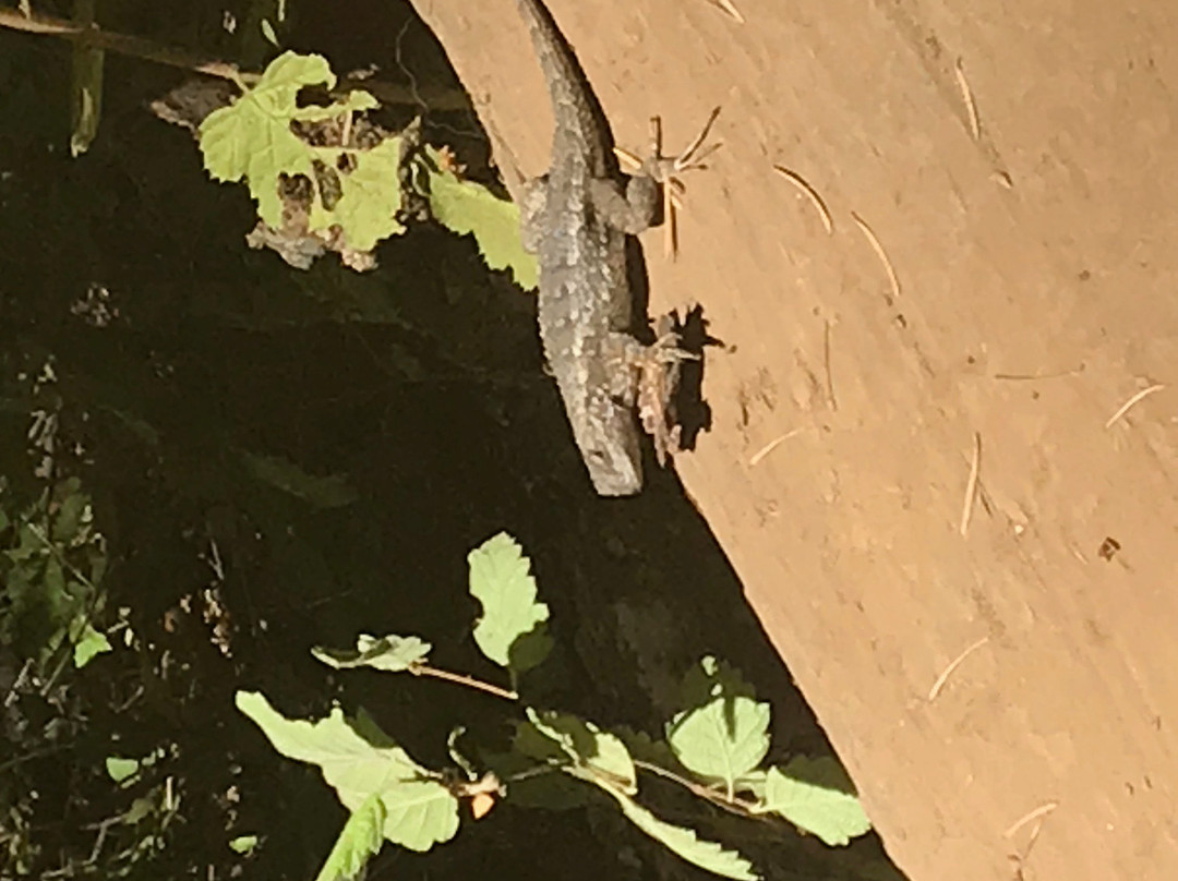 Cataract Falls-Fairfax必去景点