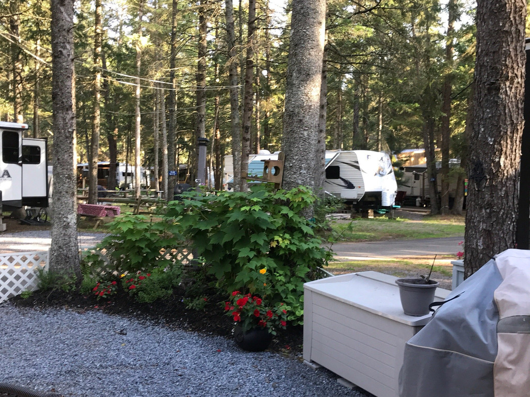 Pine Cone Camping