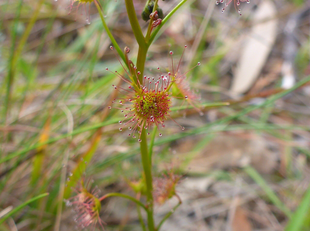 Waverley Flora Park-Mornington必去景点