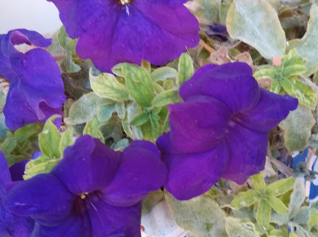 Alfonso VI Hostal主图