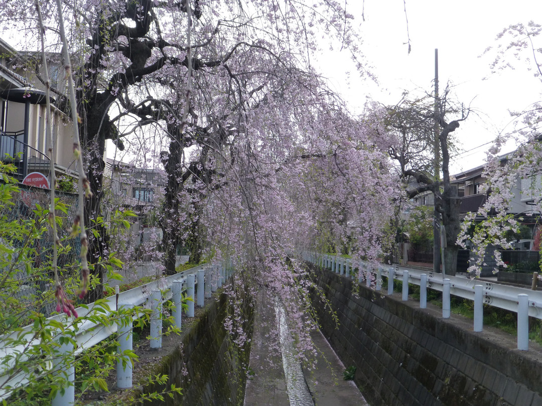 Shidarezakura of Sunagawabori