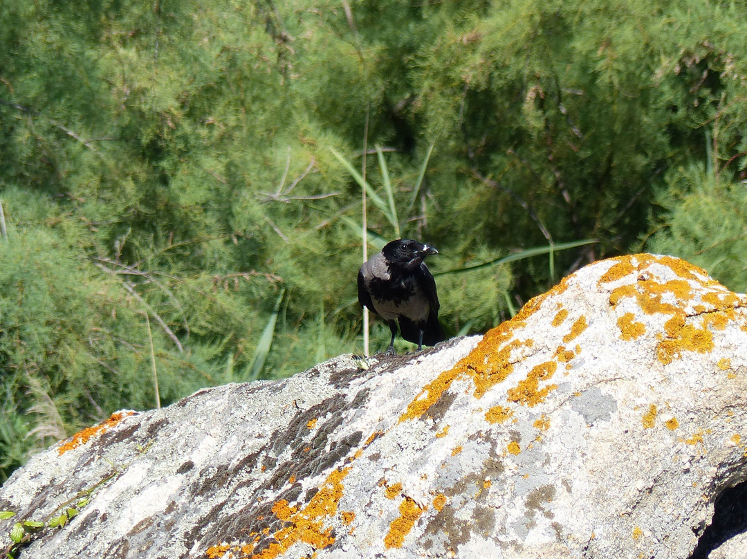 Etang de Tanchiccia-Serra-di-Ferro必去景点