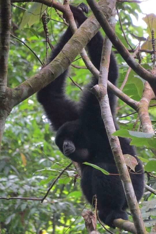 Ketambe Tour - Trekking & Rafting-Ketambe必去景点