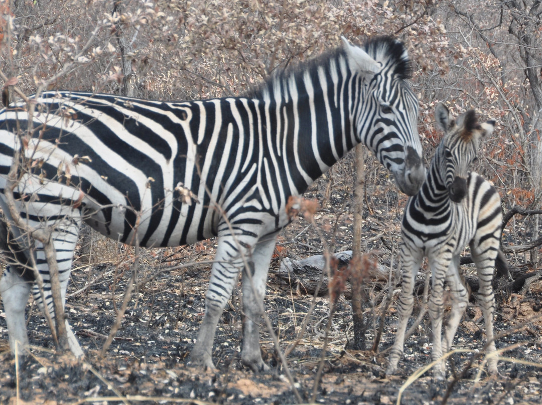 Africa Spear Kruger Park Safaris景点图片