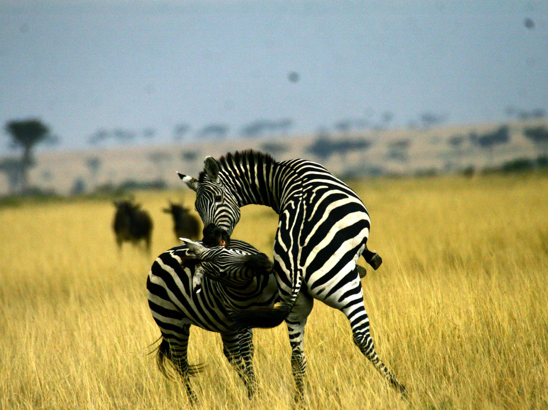 African Horizons-内罗毕必去景点