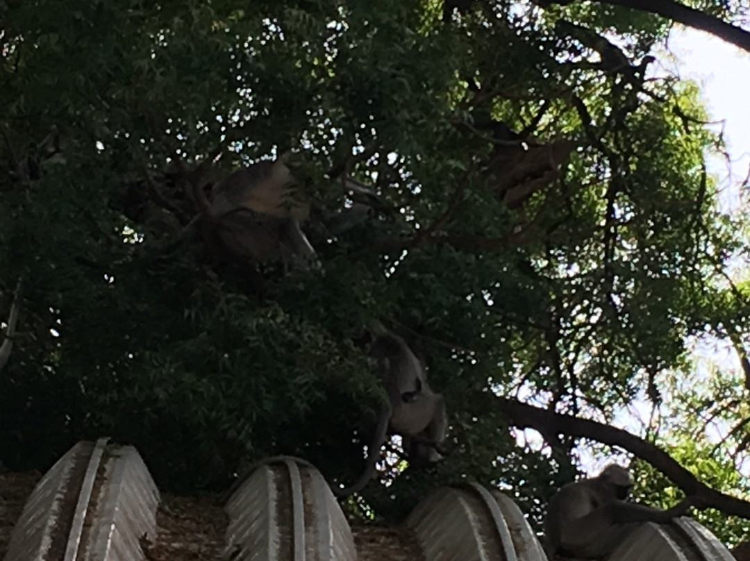 Shree Swaminarayan Mandir-Vadtal-Nadiad必去景点