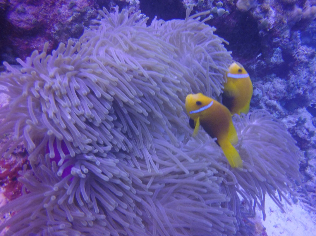 DiveOceanus-欢乐岛必去景点