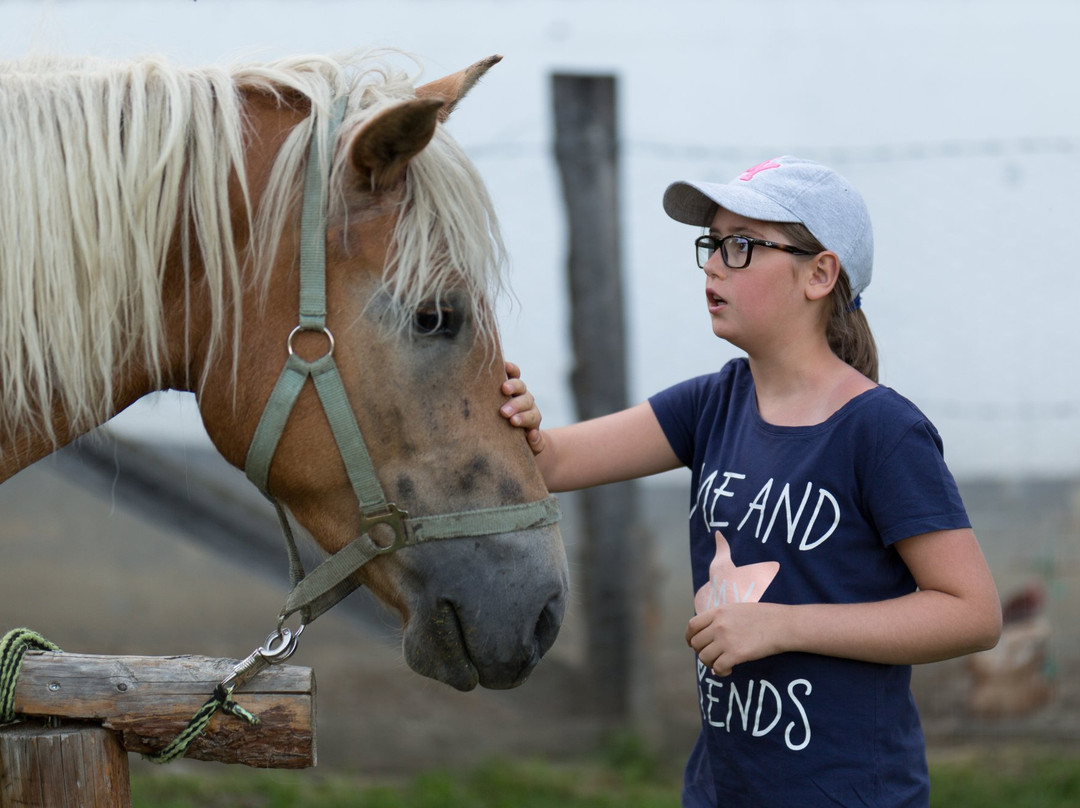 Erlebnisbauernhof Steinerhof In Kärnten主图