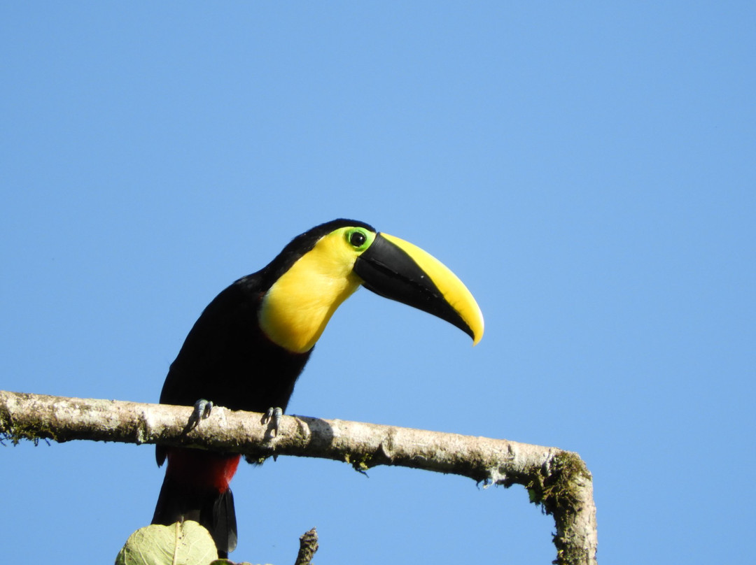 Las Tangaras Reserve (Reserva las Tangaras)景点图片