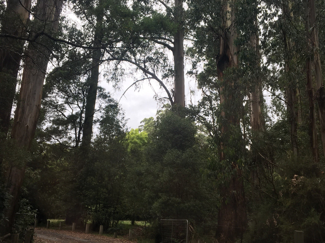 希尔布鲁克旅游景点-O'Donohue Picnic Ground
