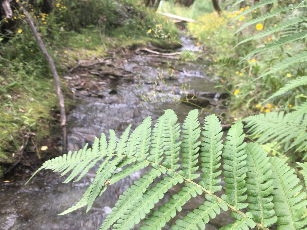 Bush Creek Trail-箭镇必去景点