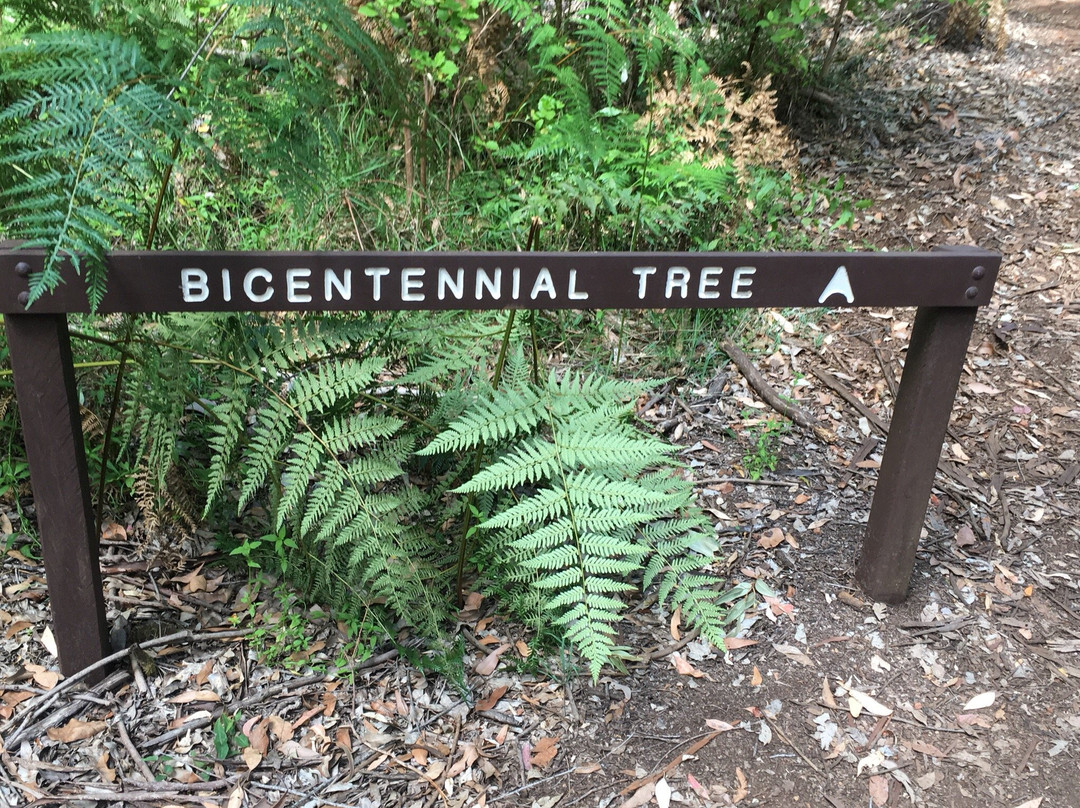 Dave Evans Bicentennial Tree景点图片