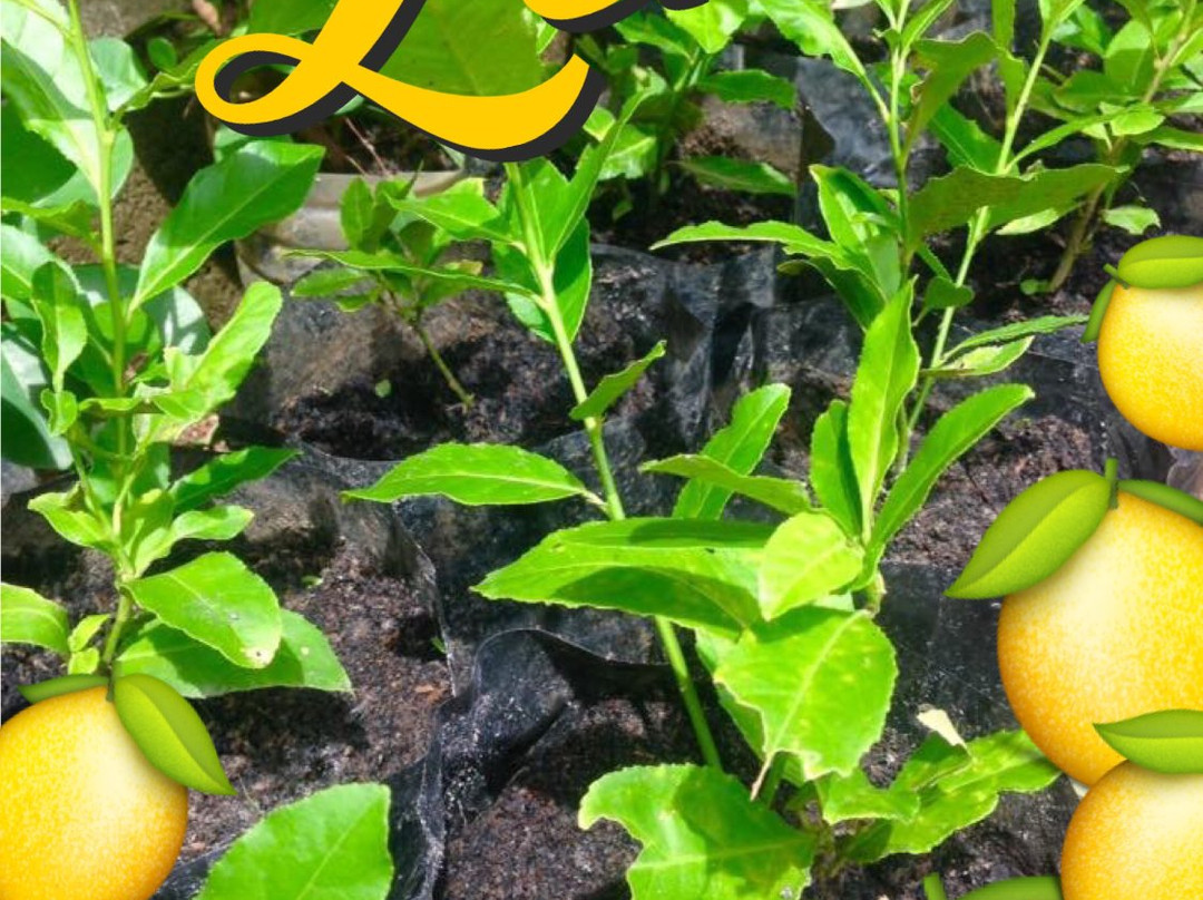 Libtong Strawberry Garden-Naval必去景点