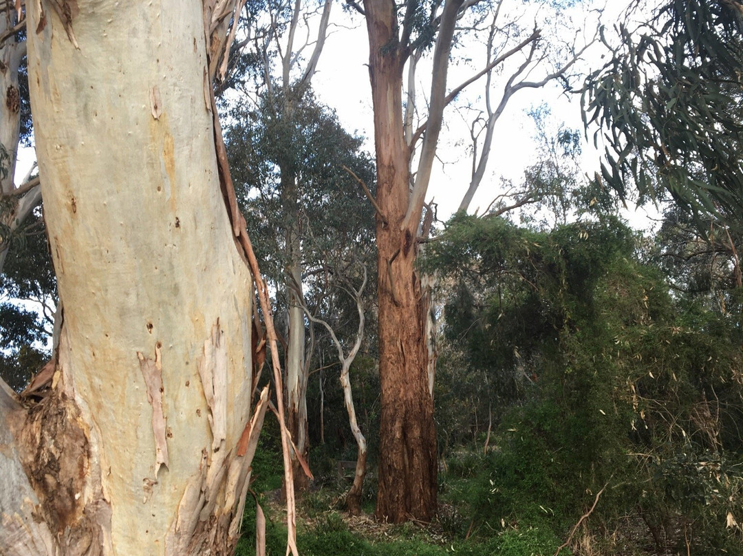 coomoora Woodland Reserve-Keysborough必去景点