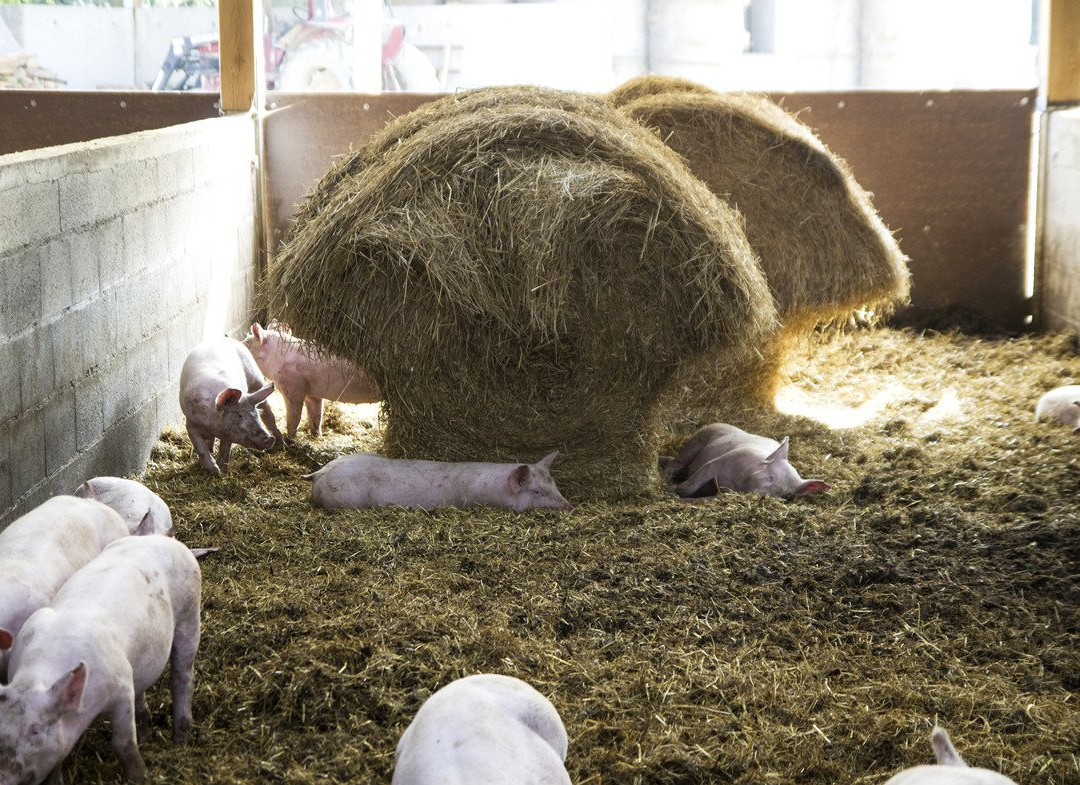 Ferme de la Mare景点图片