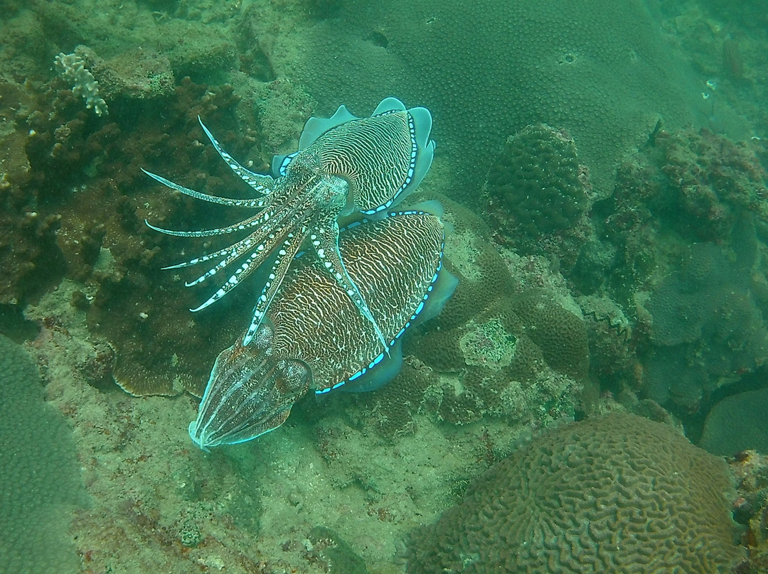 AquaCreed Scuba Dive Centre-尼拉瓦利必去景点